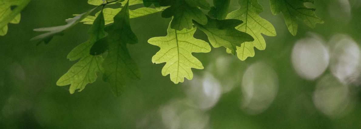 La Forêt Danse